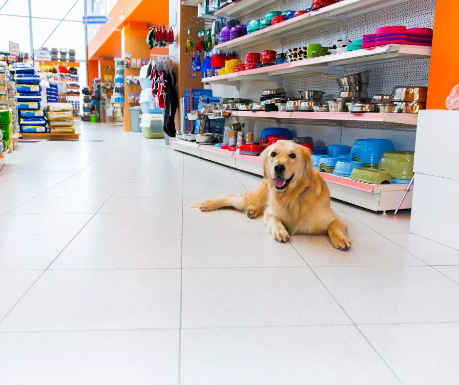 a dog laying on the floor in the middle of a pet store